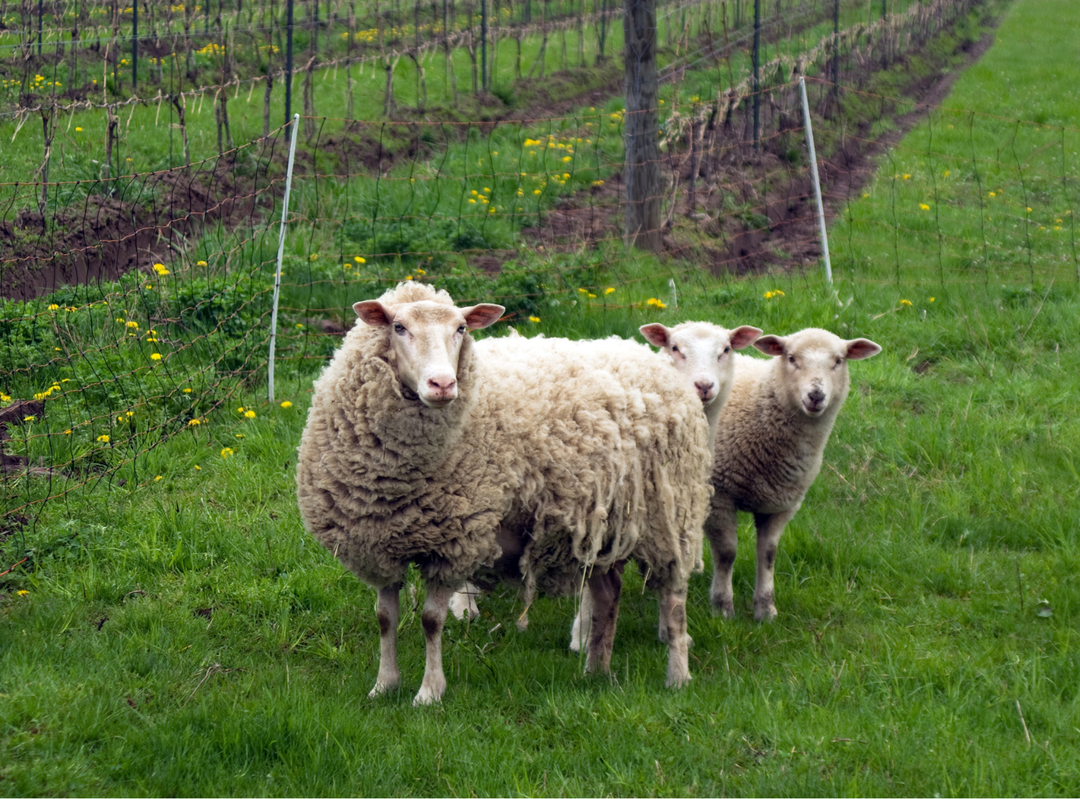 Organic, Biodynamic, Natural, and Regenerative Wine: What Do These Terms Really Mean?