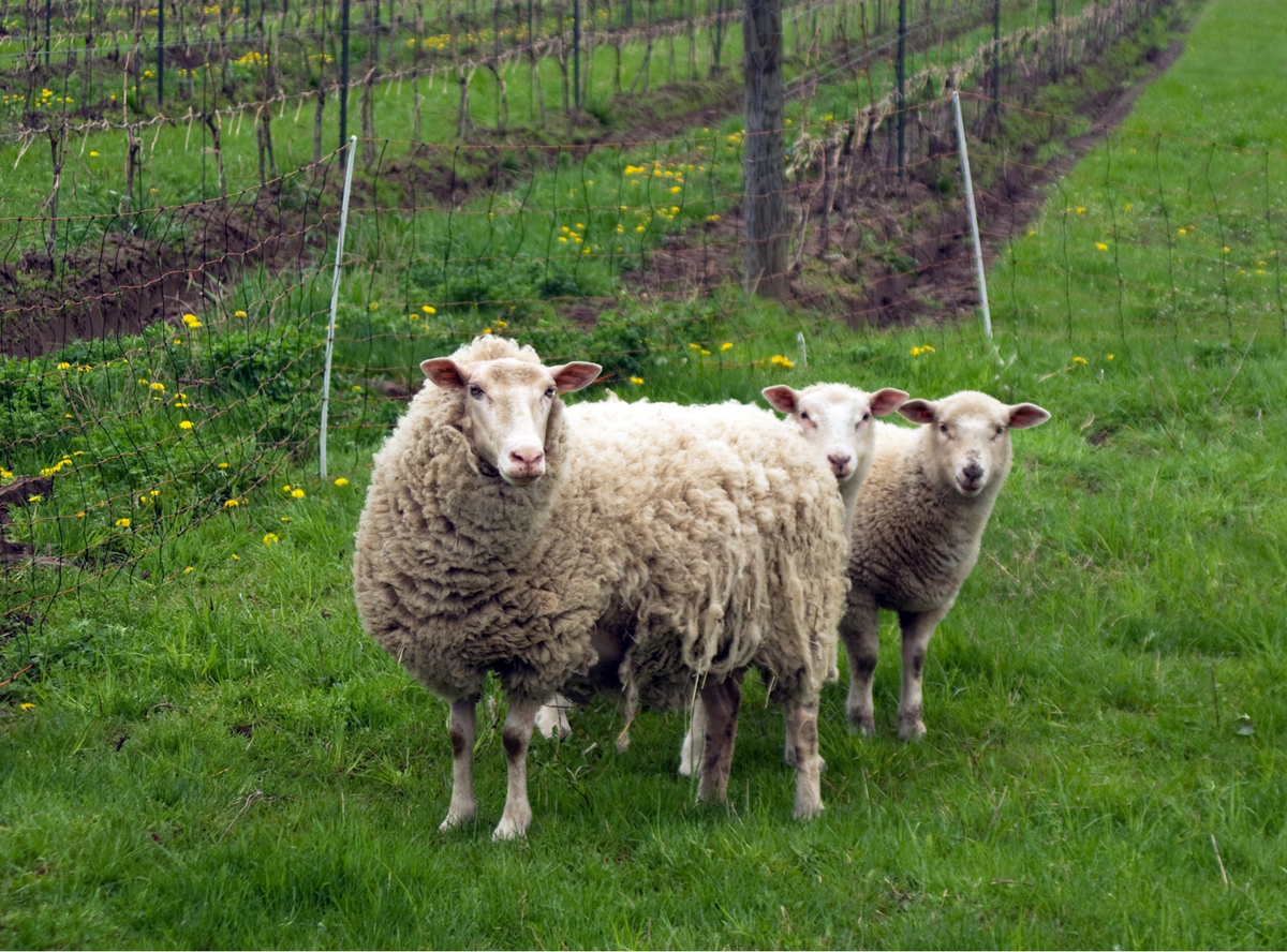 Organic, Biodynamic, Natural, and Regenerative Wine: What Do These Terms Really Mean?