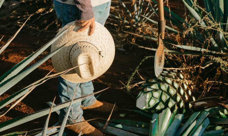 Tequila, Mezcal & Destilado de Agave: Understanding Mexico’s Agave Spirits