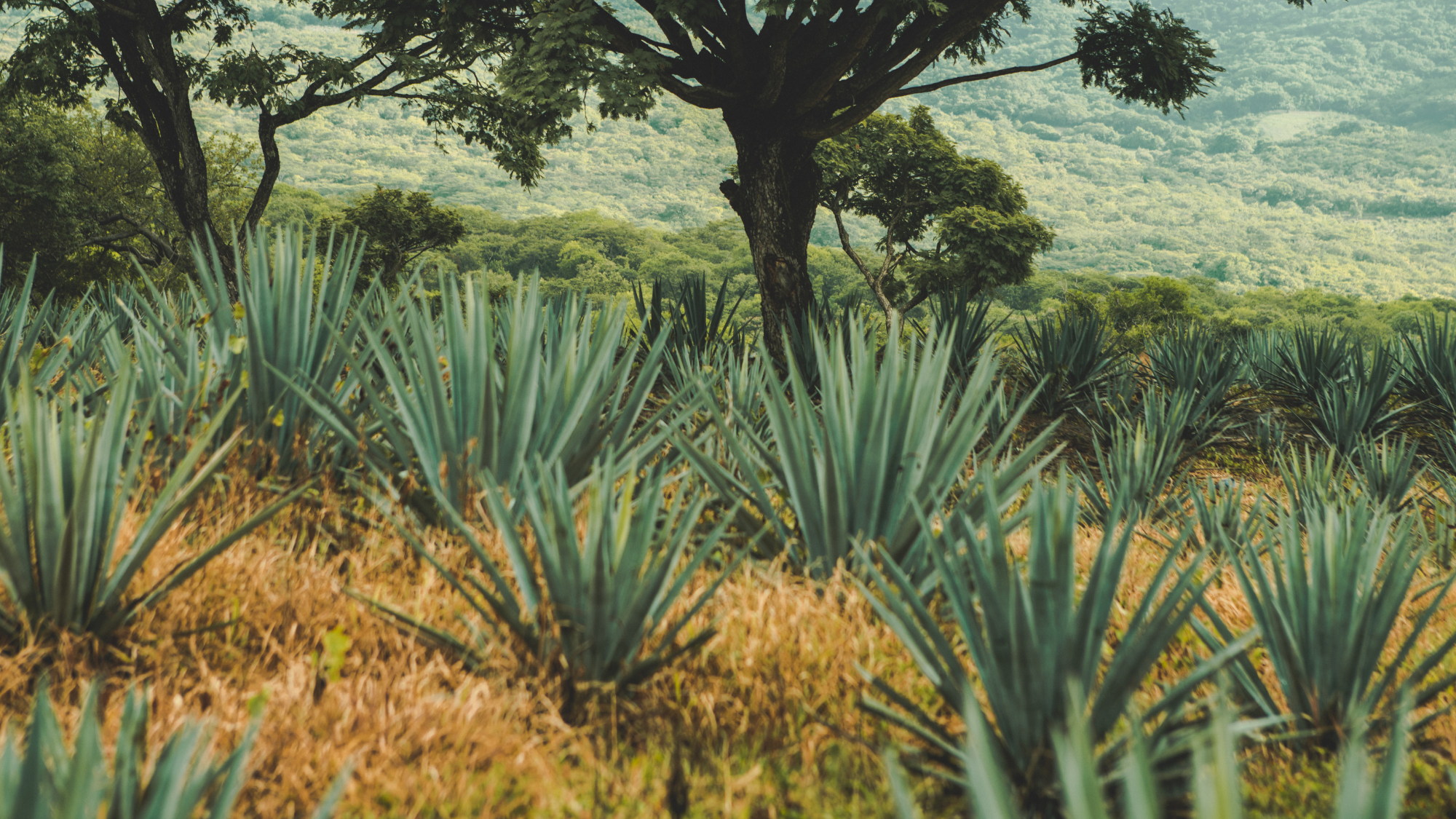 Mezcalosfera Agave Spirits