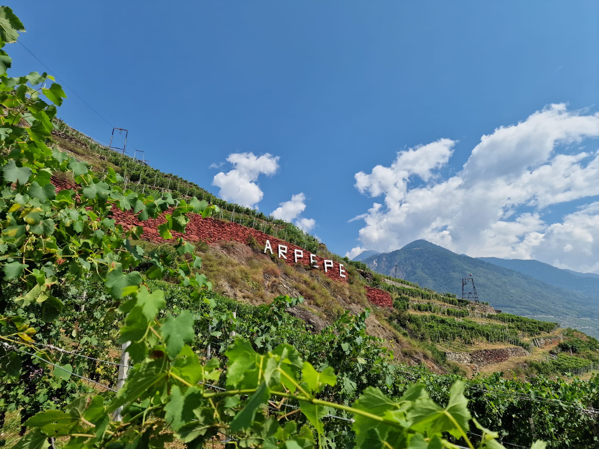 ARPEPE: Nebbiolo from the Alps