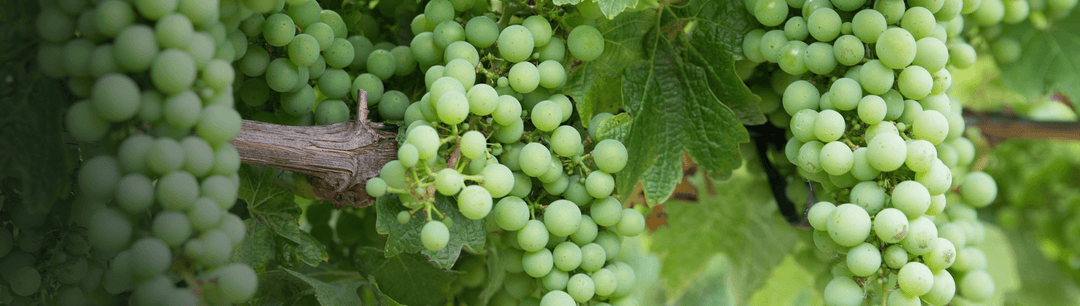 Chardonnay