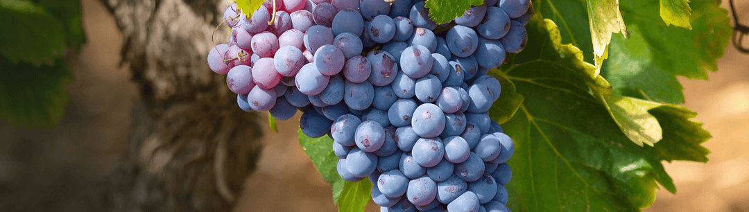 Merlot