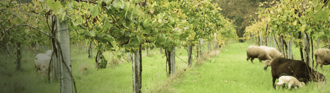 Organic & Biodynamic Wine