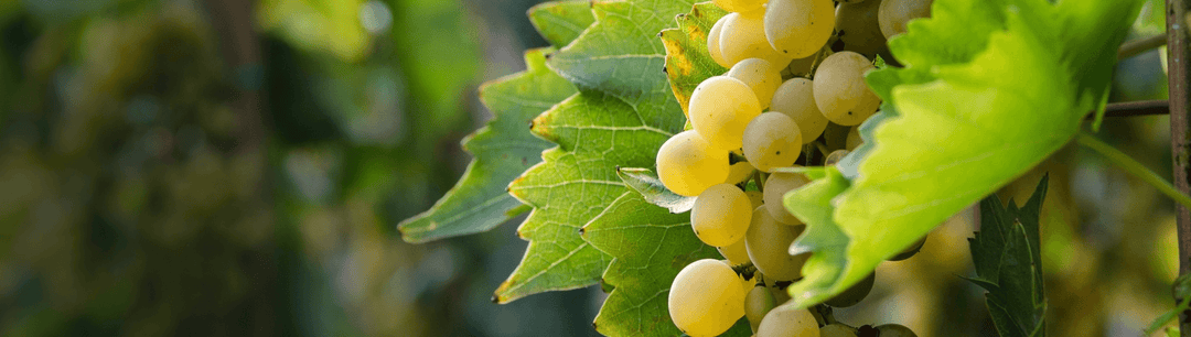 Sauvignon Blanc