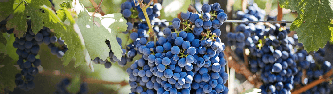 Zinfandel