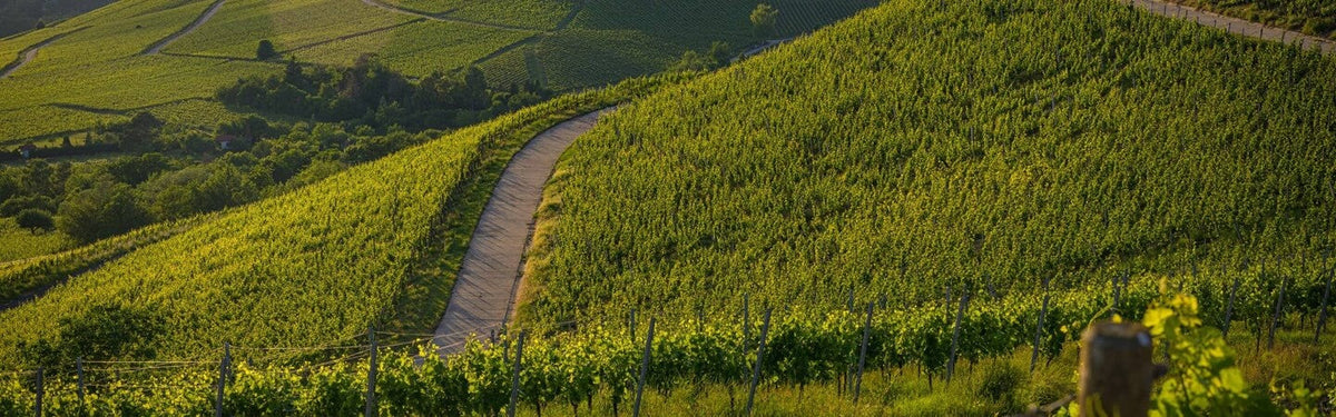 Domaine Du Bouchot