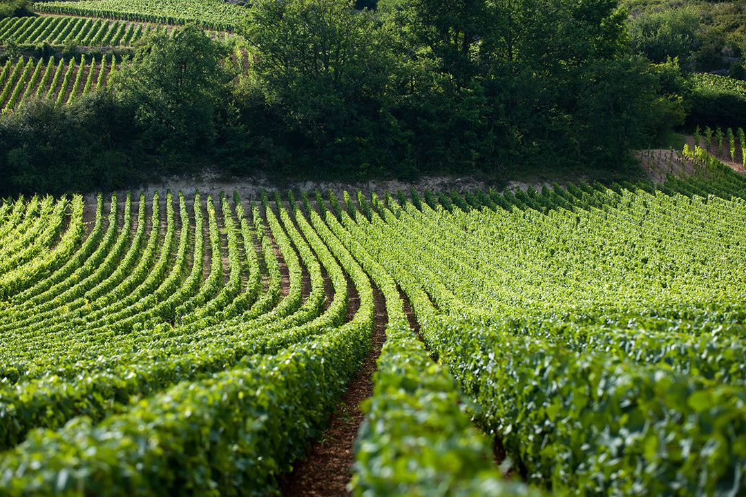 Domaine Jean-Noel Gagnard