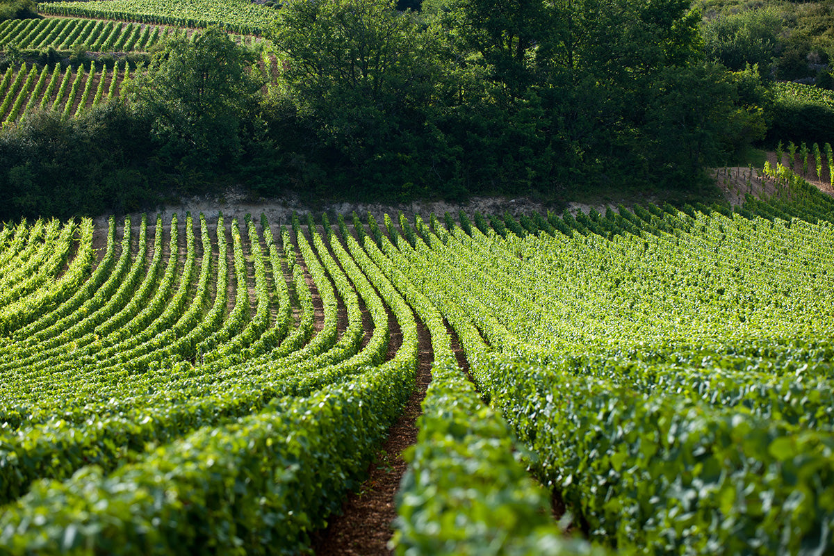 Domaine Jean-Noel Gagnard