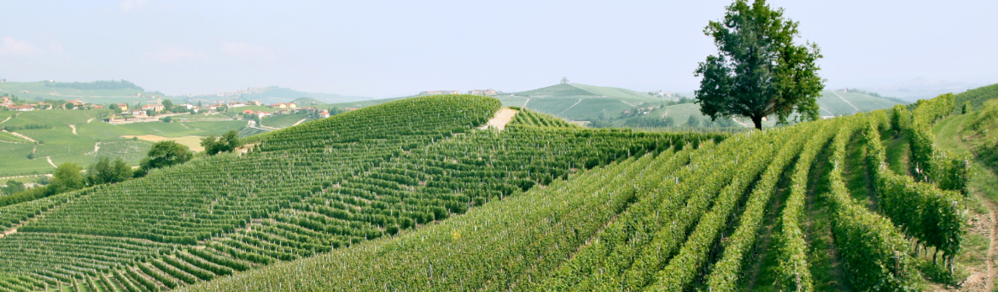 Piedmont