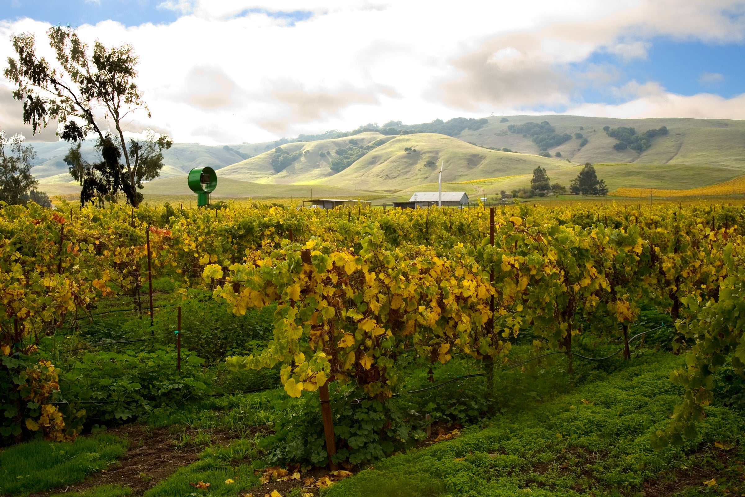 Robert Sinskey Vineyards